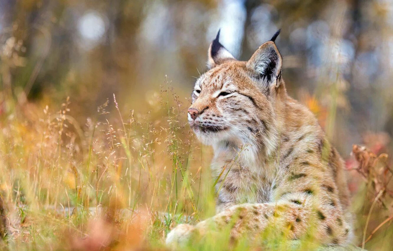 Рысь летом. Беловежская пуща Рысь. Рысь обыкновенная Lynx Lynx Linnaeus, 1758. Рысь Тигирекский заповедник. Рысь Лесная кошка.