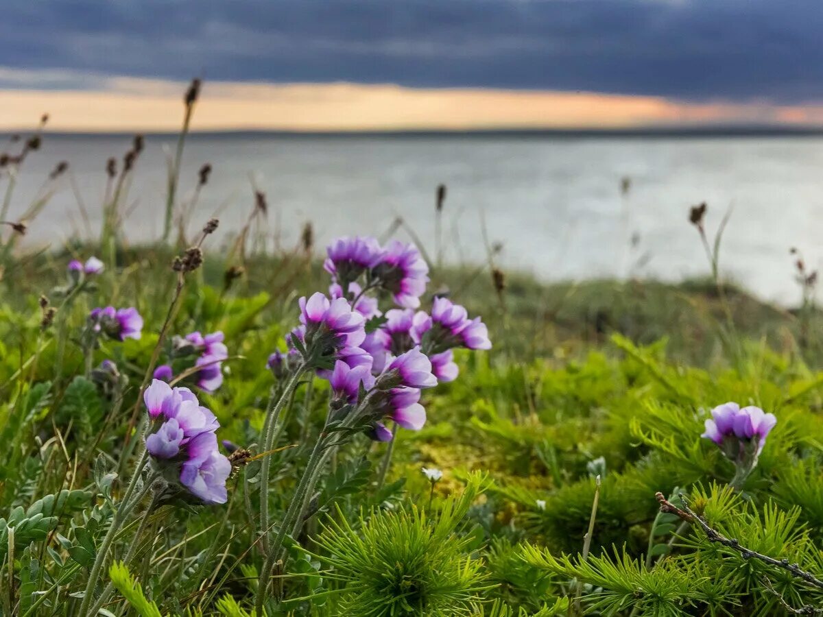 Растения карского моря. Флора и фауна баренцева моря. Море лаптевых растительный мир. Координаты карского моря. Растения карского моря.