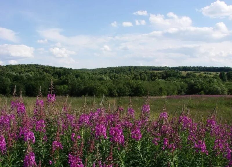 Растительный и животный мир чувашии. Редкие растения чувашской республики. Растительность чувашии. Растения красной книги чувашии. Растительный мир чувашии.
