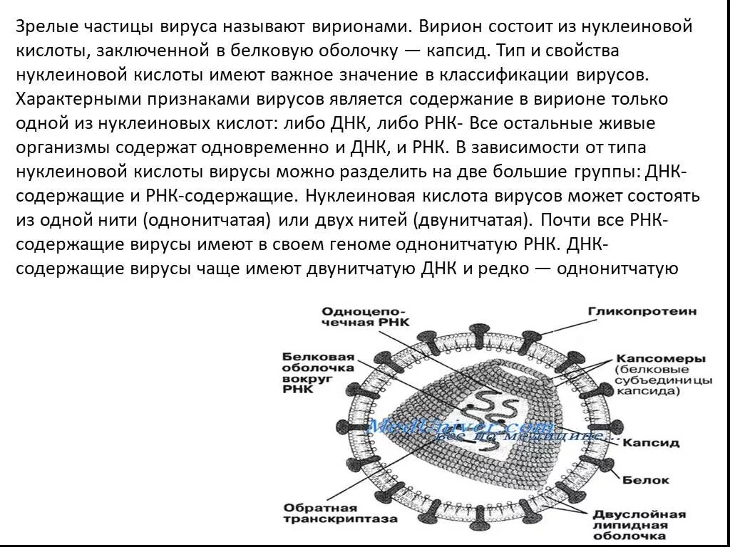 Частица вируса. Зрелые частицы вирусов называют. Зреловирусные частицы называются. Типы нуклеиновых кислот вирусов.