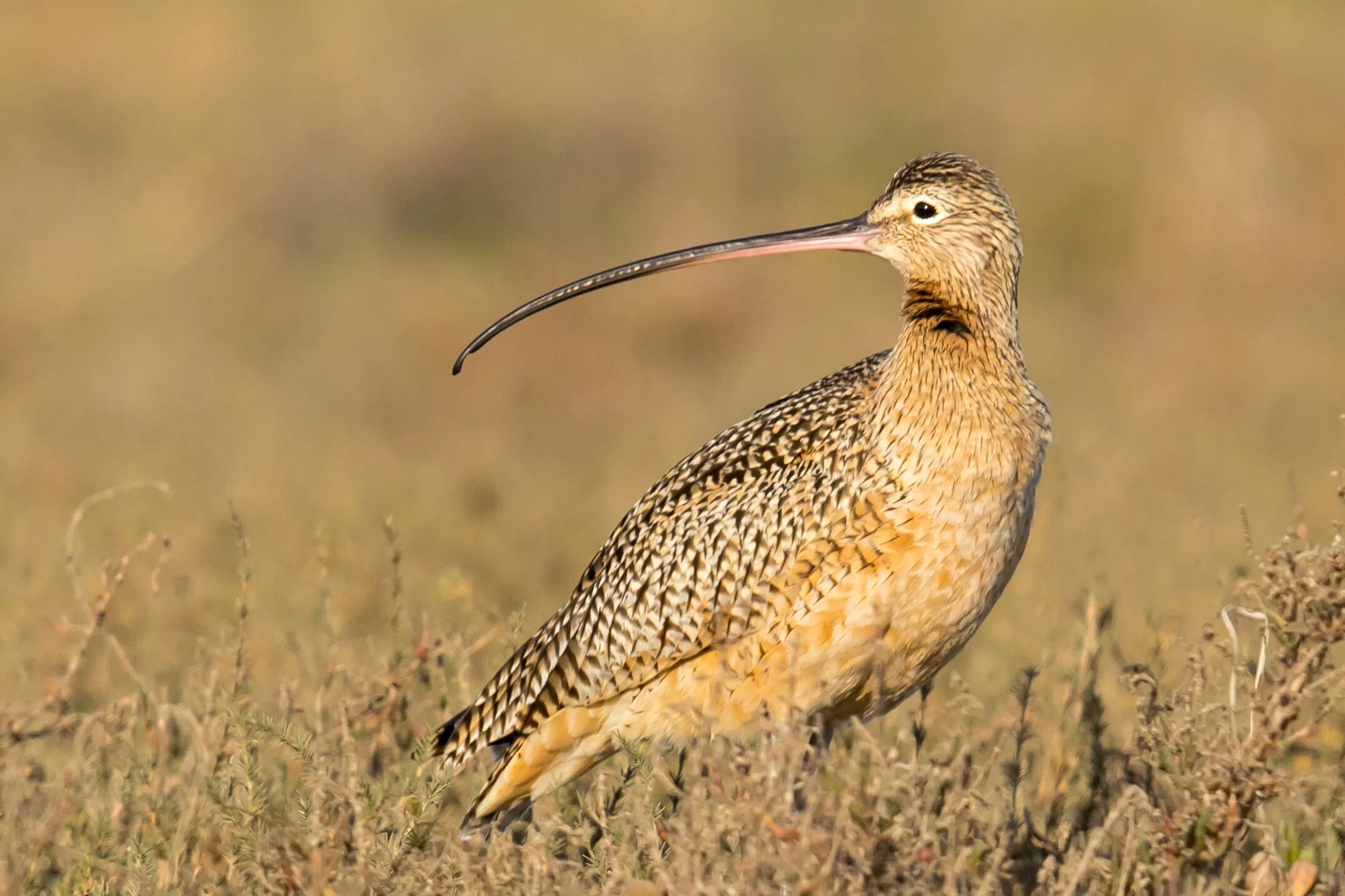бекас кулик птица. кроншнеп птица. птица с длинным изогнутым клювом. кулик кроншнеп серпонос. красноспинный пищухоклювый древолаз.