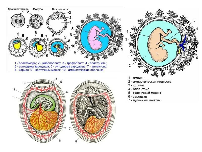Трофобласт это. Бластоциста эмбриобласт. Бластоциста эмбриобласт трофобласт. Фазы гаструляции амнион хорион. Провизорные органы амнион,хорион,желтый мешок.
