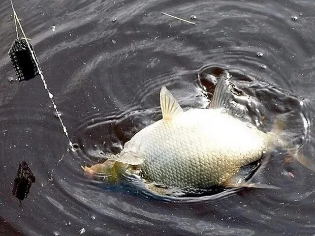 Улов леща. Рыбалка на леща. Рыбы в водоеме. Рыба лещ улов. Лещ подлещик чебак.