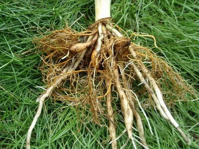 видоизменения побегов корневище клубень луковица. видоизменения побегов корневище клубень луковица. видоизменения подземных побегов клубнелуковицы. подземные видоизменённые побеги: луковица, корневище.