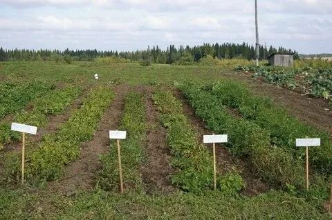 На двух опытных участках вырастили картофель