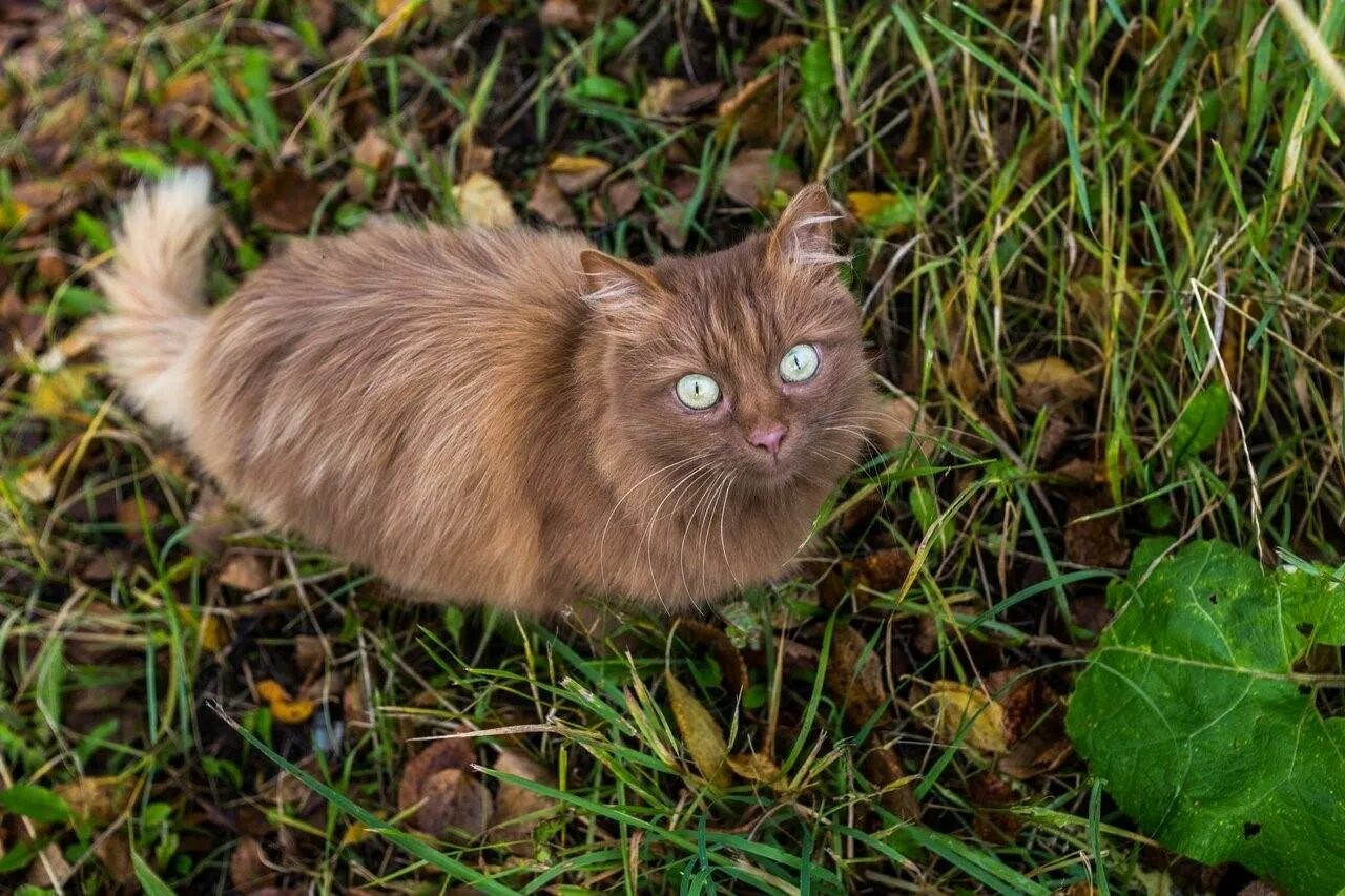 Каштановая Сибирская кошка. Крапчатый бурый кот. Сибирская кошка бурая. Сибирская кошка палевая. Серо рыжий окрас кошки
