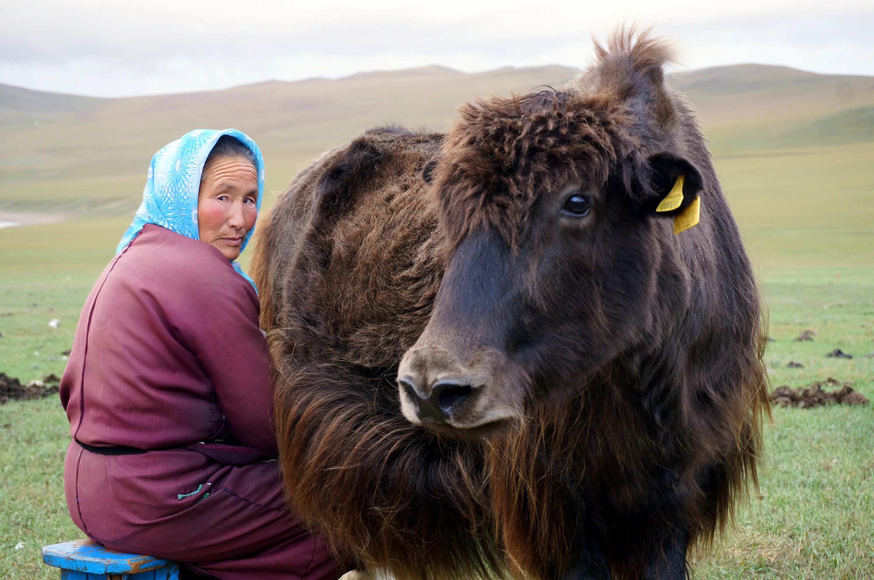 Включи тибетскую. Сарлык Монголия. Сарлык Тува Монгун Тайга. Монгольский як Сарлык. Монгольские быки Сарлык.