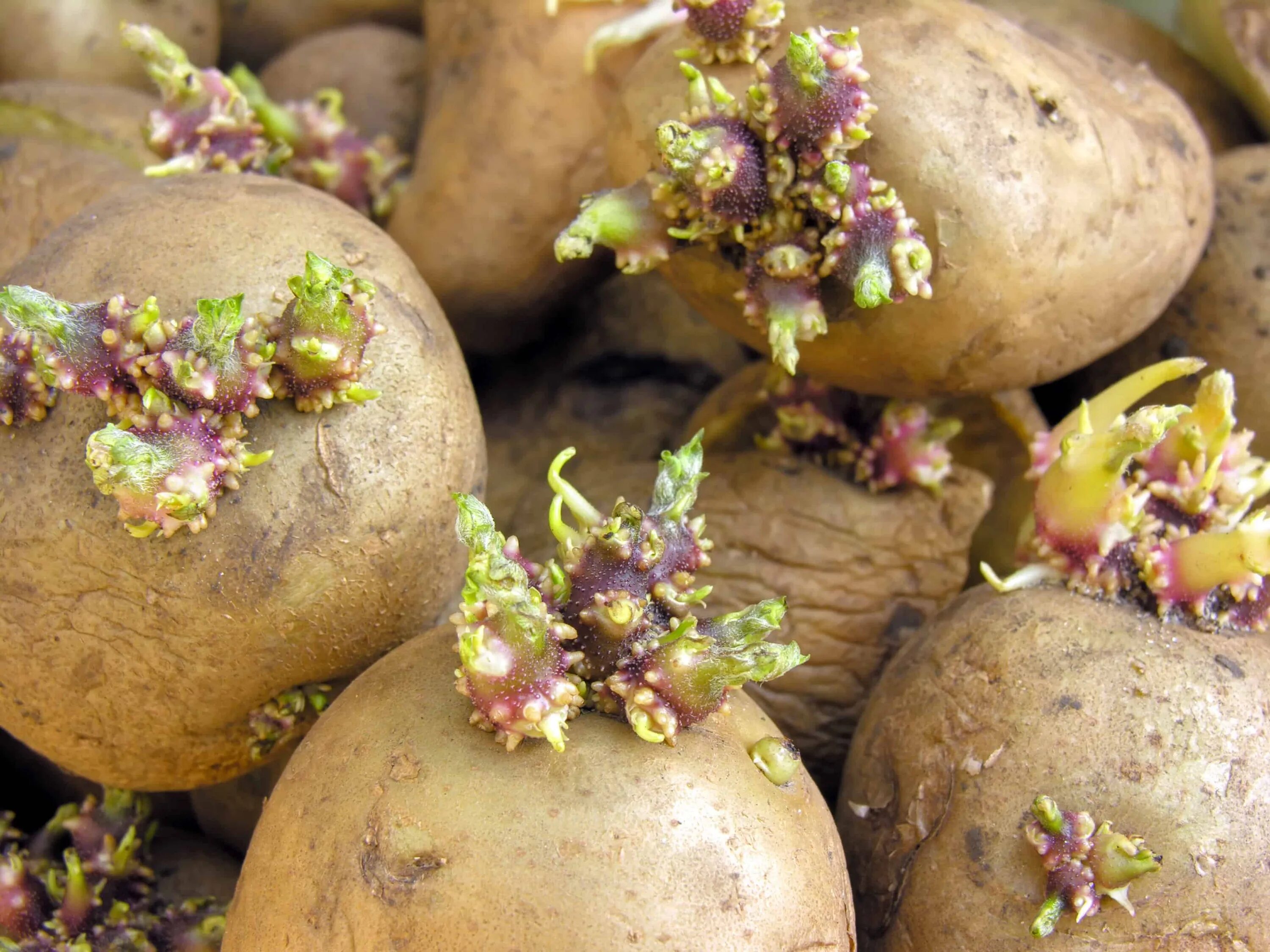 Какие семена картошки. Прорастание клубней картофеля. Ростки картофеля. Клубень картофеля. Проросший картофель.