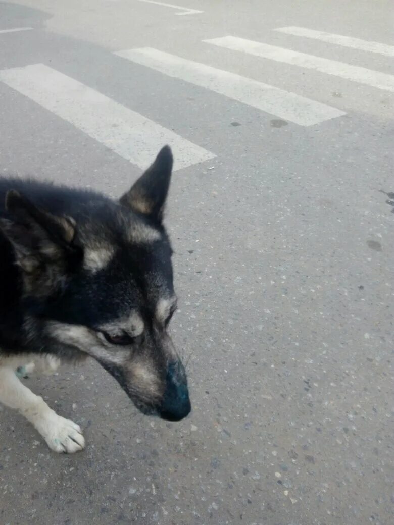 Сбит метис овчарки. Зоозащита г Серпухов потеряшки. Замечена собака. Овчарка метис бегает в Москва.