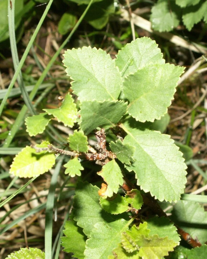 Береза приземистая Betula humilis. Береза низкая Betula humilis. Береза приземистая - Betula humilis Schrank. Береза приземистая (лат. Betula humilis). Береза приземистая