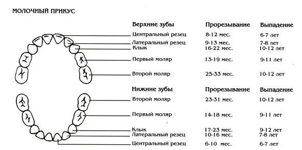 Формула количества молочных зубов. Молочный прикус сроки прорезывания зубов. Зубы молочного прикуса схема. Временный прикус сроки прорезывания. Период формирования молочного прикуса.