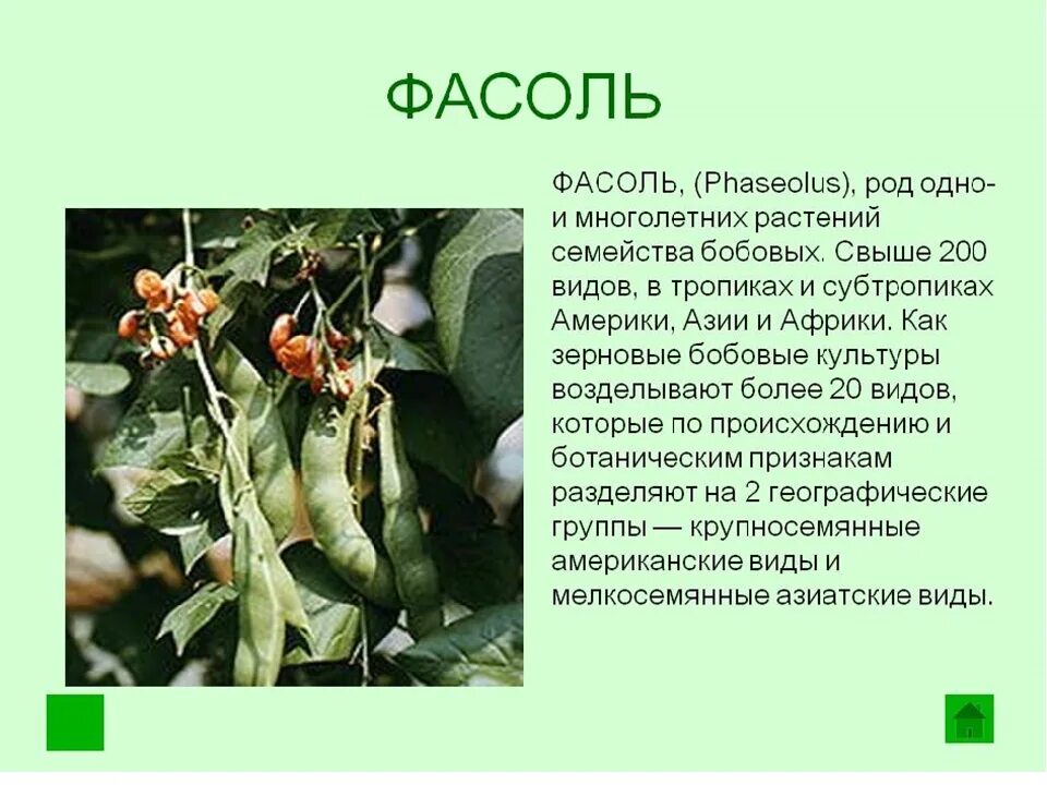 Растения семейства бобовых. Плодов фасоли обыкновенной. Фасоль краткое описание. Доклад про фасоль. Культурное растение доклад 3 класс окружающий мир