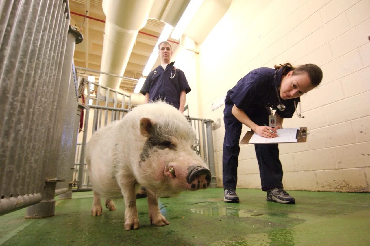 Ветеринарный осмотр свиней. Обследование свиньи Ветеринария. Оценка свиней