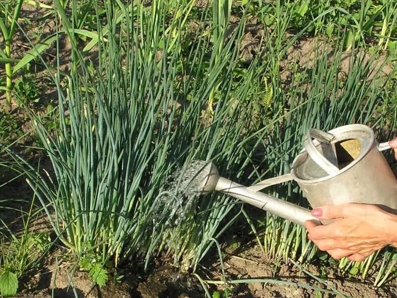 Лук соленой водой. Полив чеснока. Поливать лук. Полив и подкорм чеснока.