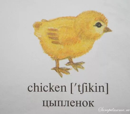 Chick на русском. Цыпленок на английском. Карточка по английскому цыпленок. Карточки с английскими словами для детей курица. Как по английски цыплёно.