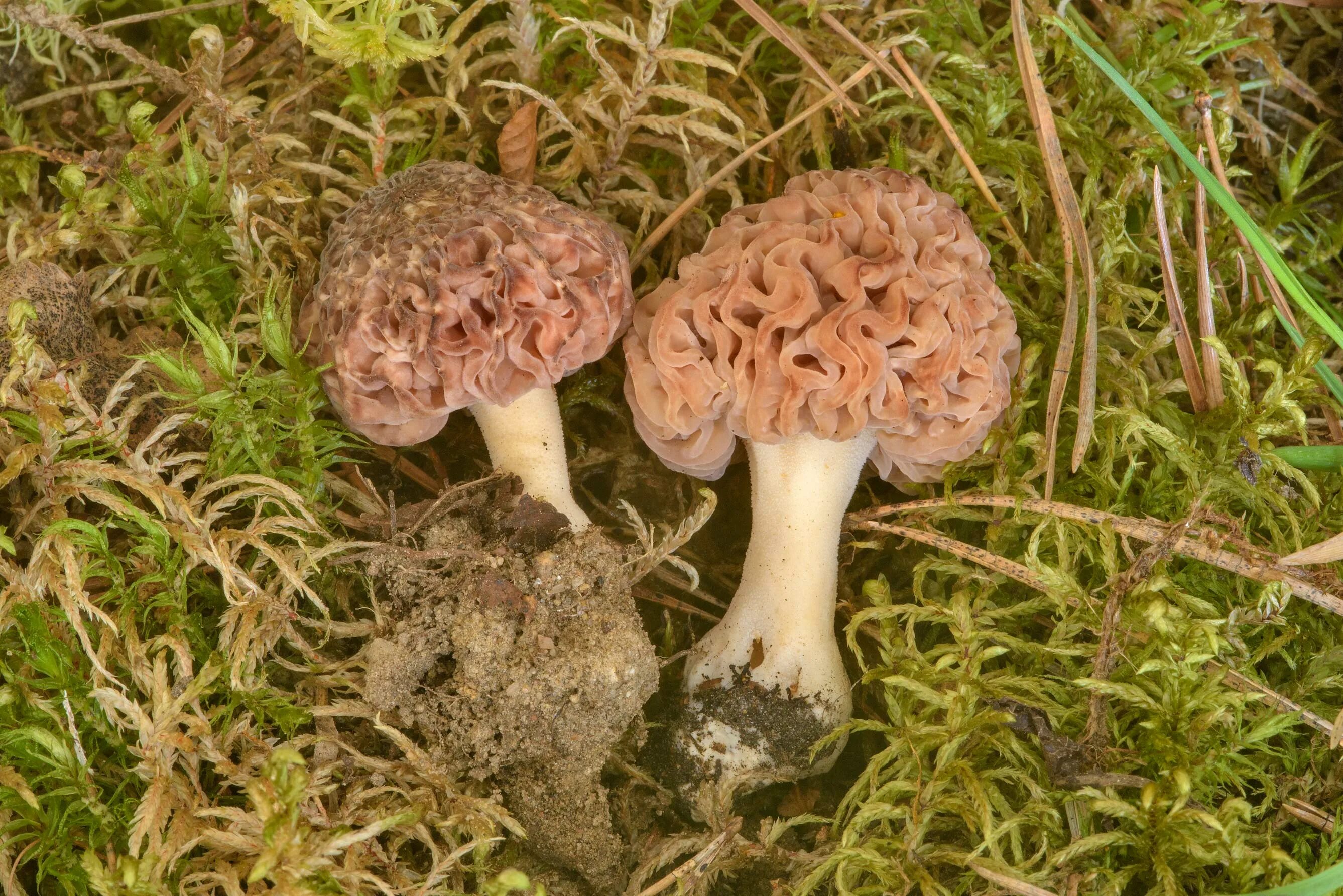 Сморчки в ленинградской. Сморчок толстоногий (Morchella crassipes). Сморчок деликатесный. Сморчок белый. Morel Mushroom.