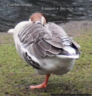 Утка без