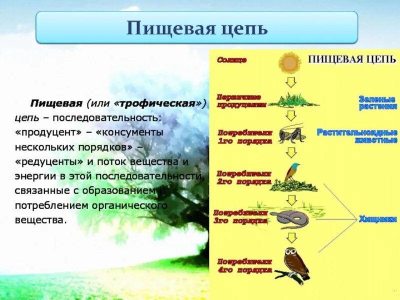 Продуцент первого порядка. Цепи сети питания редуценты консументы продуценты. цепочка питания с продуцентами консументами редуцентами. цепи питания животных консументы редуценты. цепи питания продуценты редуценты примеры.