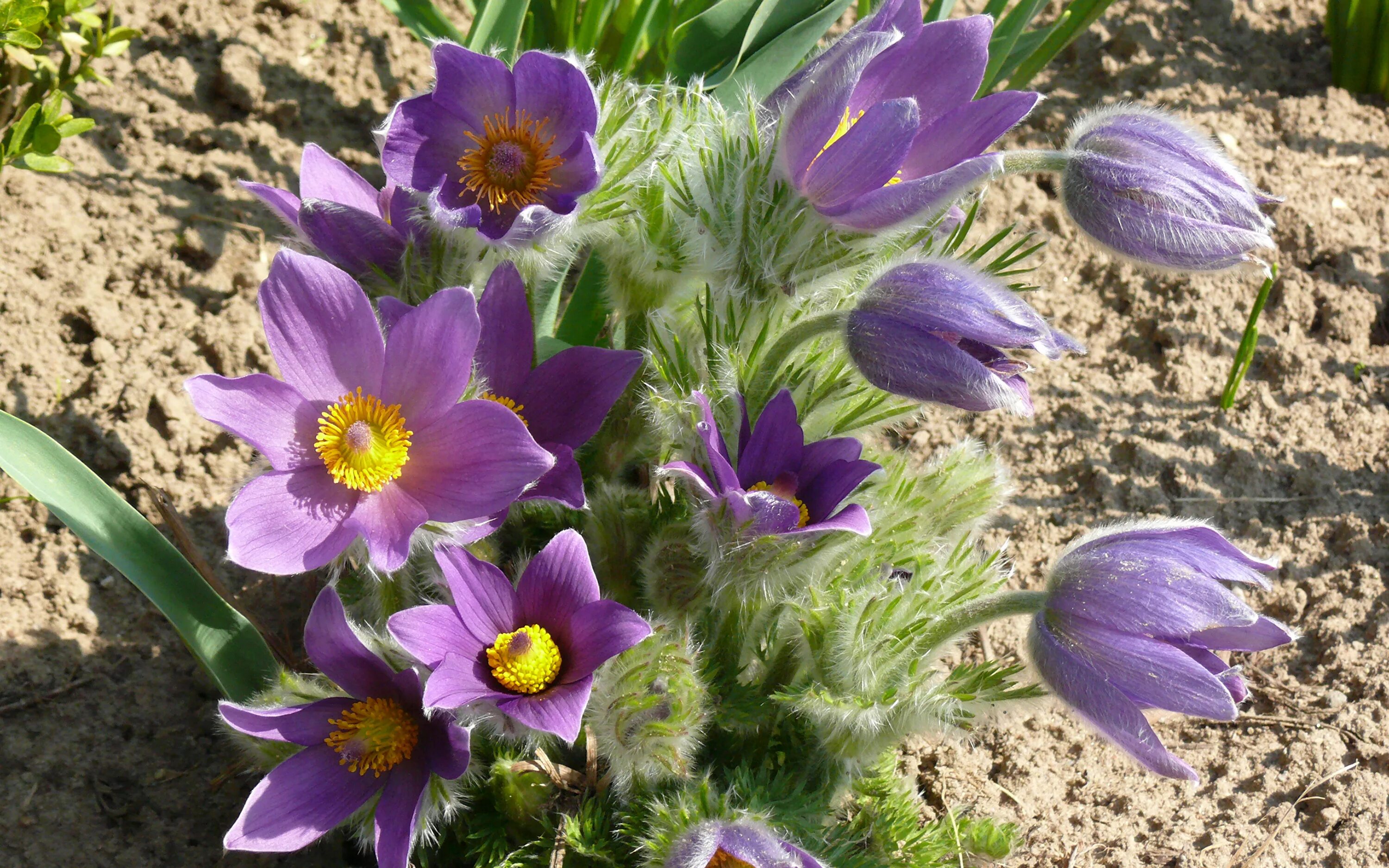 Пострел цветы. Прострел обыкновенный (Pulsatilla vulgaris). Прострел - сон трава. Прострел, сон-трава, Пульсатилла. Прострел / Пульсатилла обыкновенный.