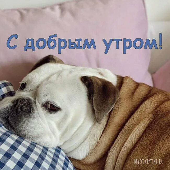 Доброе утро с собакой. С добрым утром собаки. Открытки с добрым утром с собаками. Пожелания с добрым утром с собачками. Доброе утро с собачками.