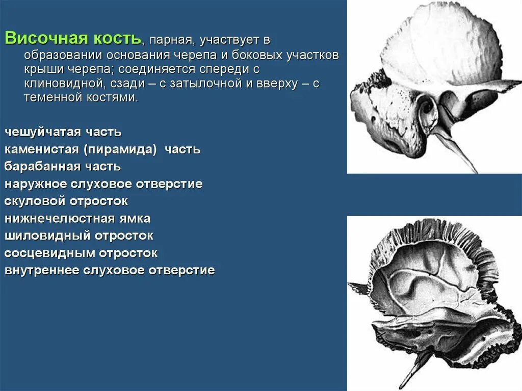 Височная кость 3 части. Височная кость пирамида. Височная кость анатомия пирамида. Пирамида височной кости мрт. Образование пирамиды височной кости.