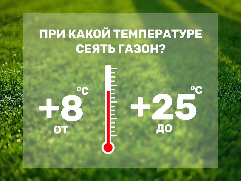 При какой температуре можно сеять газонную траву. При какой температуре сеять газон. температура для выращивания газона. газон прорастает при температуре. температура на газоне старый.