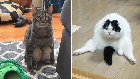 Смешные картинки с котами до слез