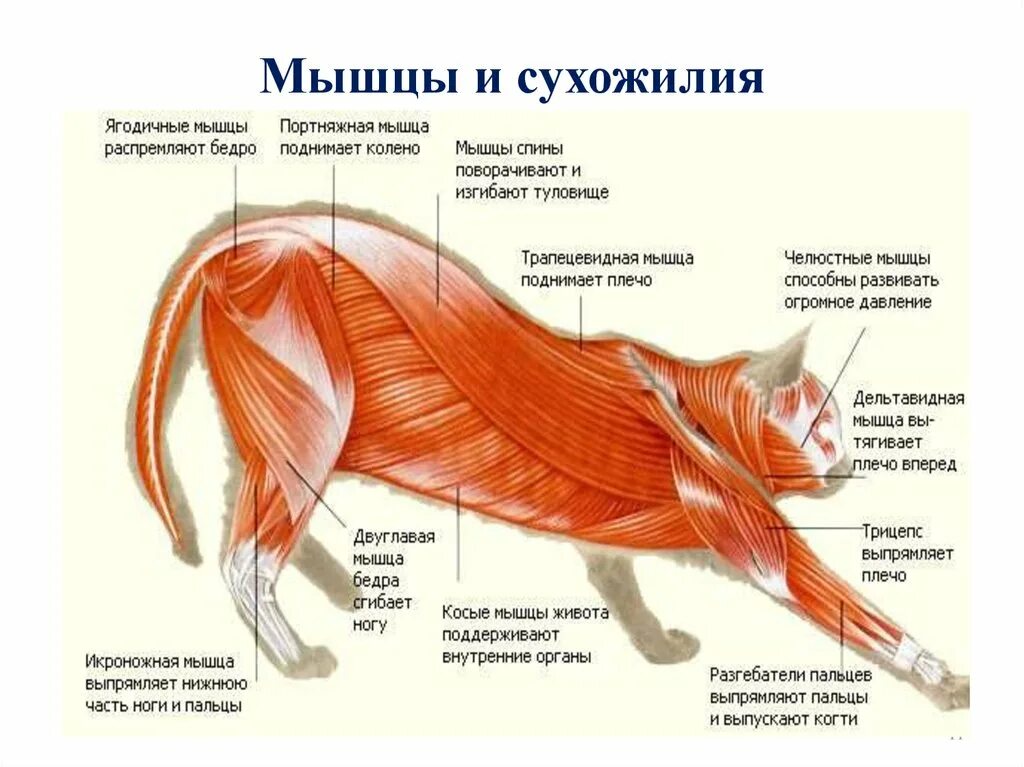 Сухожилие животных. Млекопитающие мышечная система строение. Анатомия мышц задних конечностей кошки. Мускулатура система анатомия собаки. Мышцы кошки анатомия.