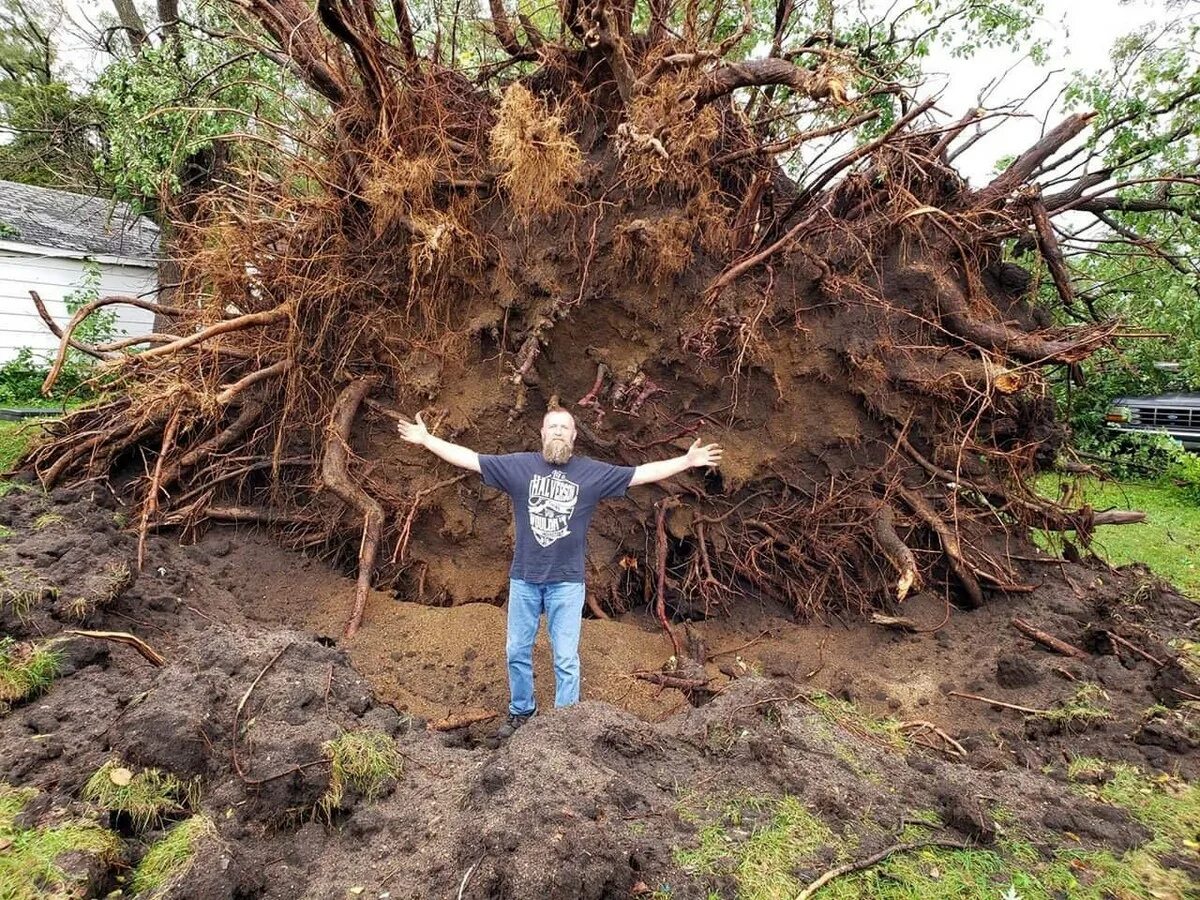 Корни большого дуба. Дерево вырванное с корнем. Дерево с огромными корнями. Корни упавшего дерева. Упавшее дерево с корнем.