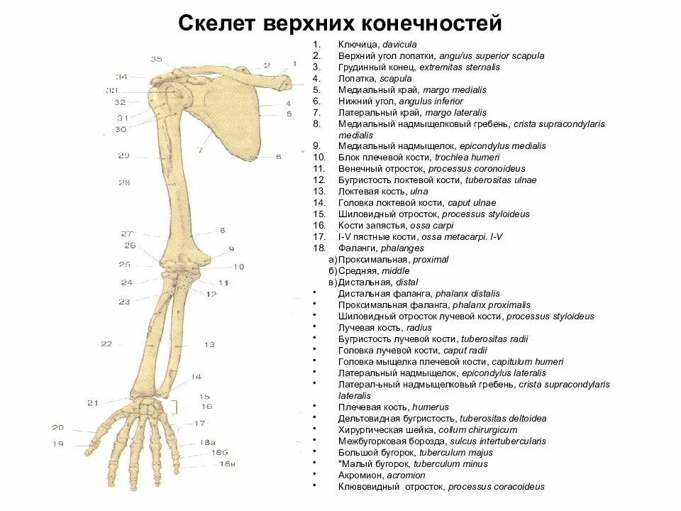 Анатомия верхней конечности. Кости верхней конечности правой вид спереди. Кости верхних конечностей человека анатомия. Кости верхней конечности человека на латинском. Строение верхней конечности анатомия.