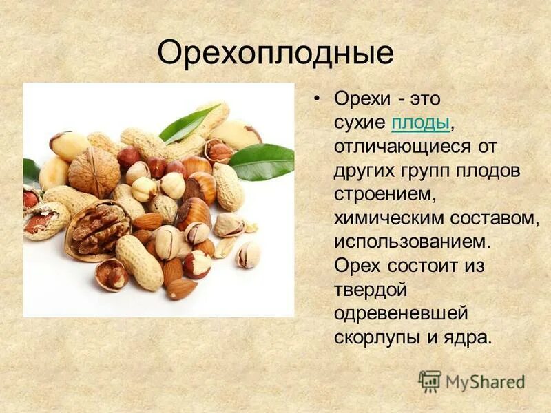 Орехи это белки или жиры. Строение плода орех. Орехи названия. Сухой плод орех. Орехи по видам.