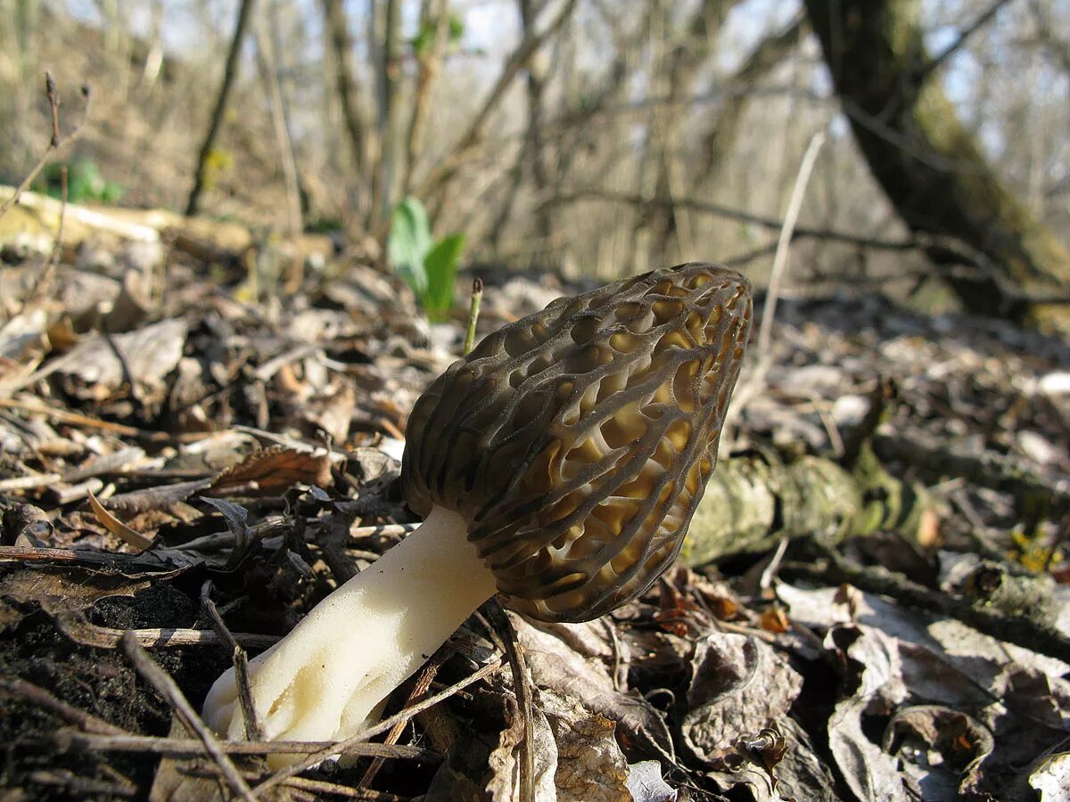 3 сморчка. Сморчки. Сморчок Луговой. Сморчок полевой. Сморчок (Morchella).