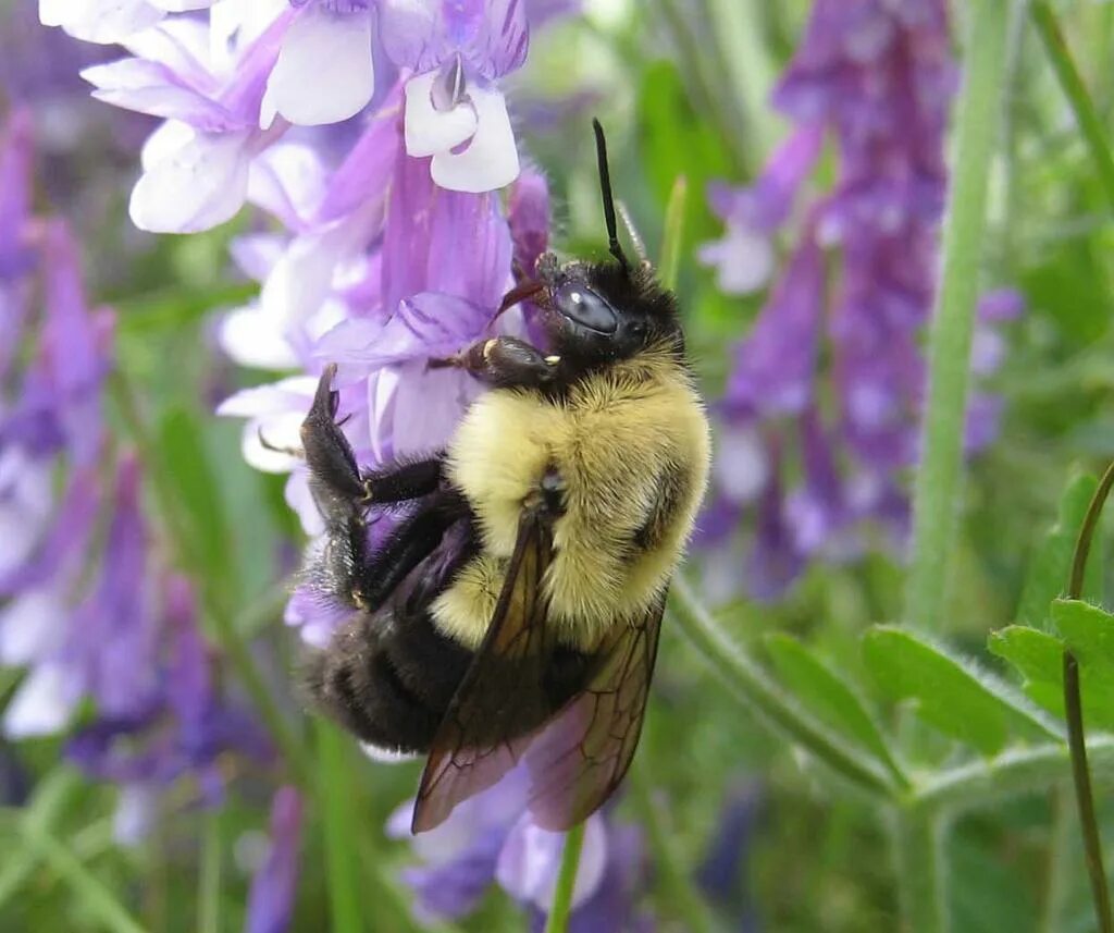 Как выглядит королева ос. Шмель bombus impatiens. шмель энтомология. шмелиная матка. шмелиная королева.