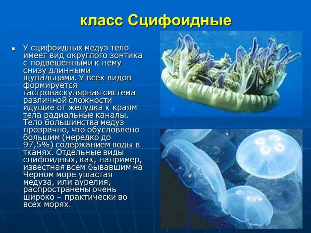 Многообразие и значение кишечнополостных презентация. Биология 7 класс сцифоидные медузы. сцифоидные кишечнополостные. образ жизни кишечнополостных. сцифоидные медузы сообщение по биологии 7 класс.