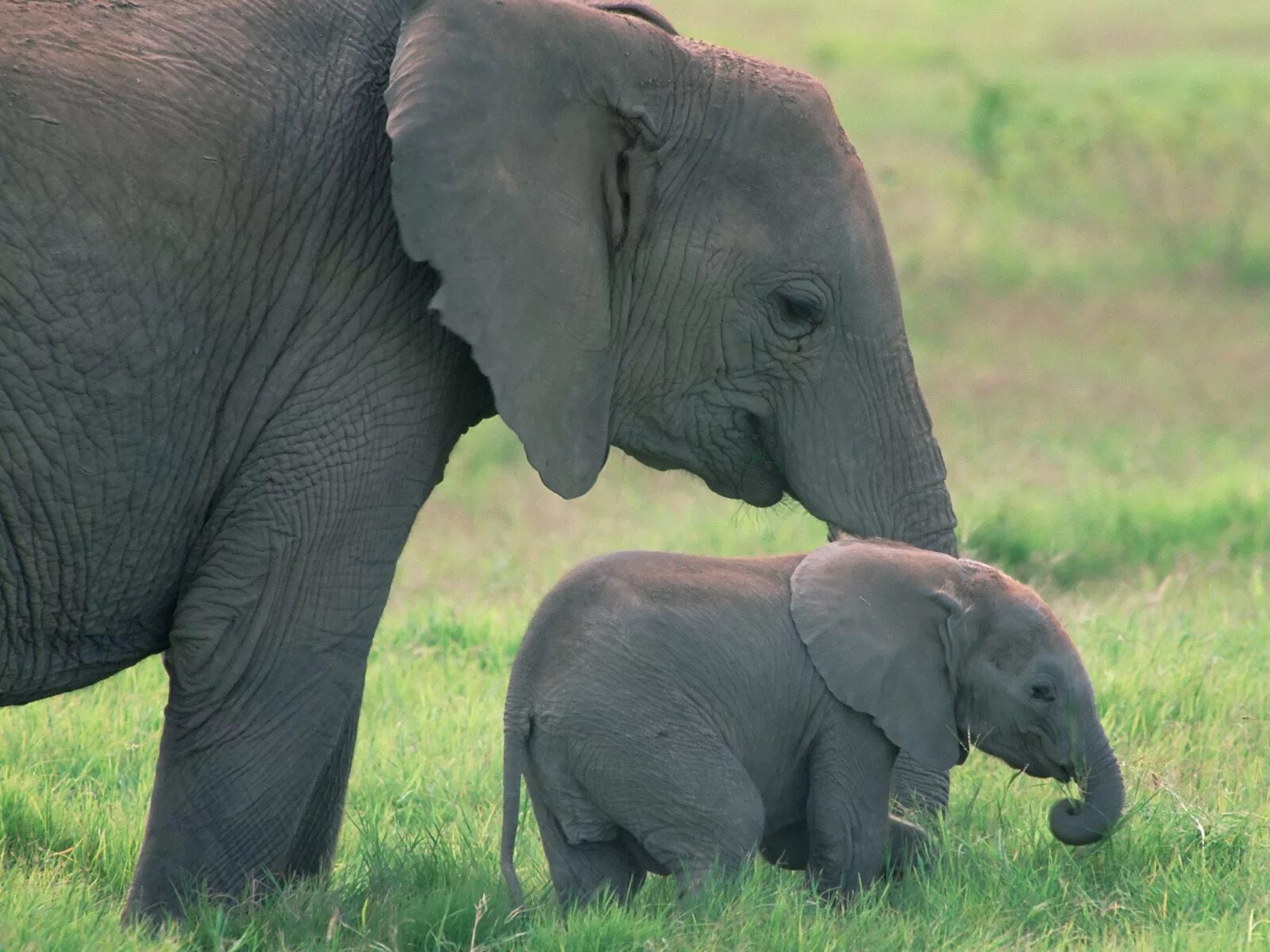 Sister elephant. Слон и Слоненок. Слониха со слоненком. Животные для малышей. Слониха и Слоненок для детей.