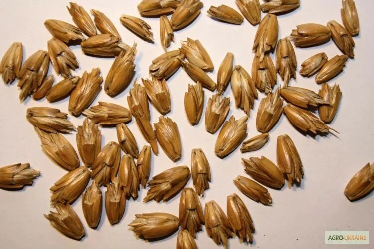 Как выглядит полба растение Datei:Triticum spelta  Wikipedia