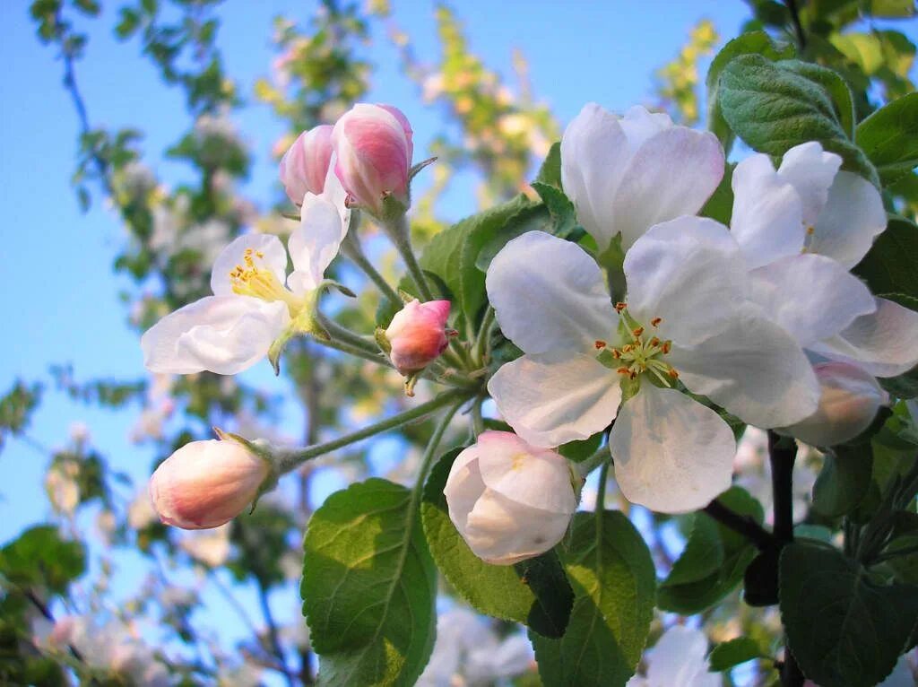 Картинки яблоневый цвет. Яблоня макинтош цветение. Соцветие яблони. Яблоня Ауксис цветение. Яблоня Коштеля цветение.