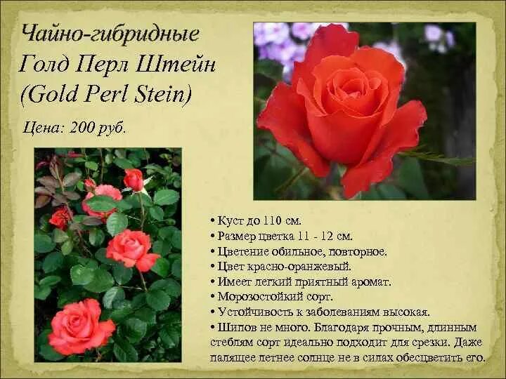 Голд перл штейн. Голд перл штейн