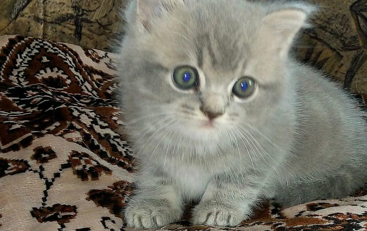 Авито нижний новгород бесплатные объявления котята. Авито нижний новгород бесплатные объявления котята. Арсенал нижний новгород котята. Авито нижний новгород бесплатные объявления котята. Котята даром в нижнем новгороде.
