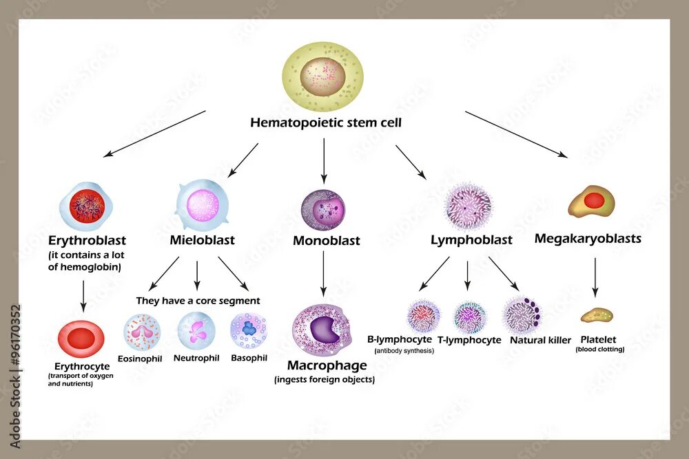 Развитие клеток крови из стволовой клетки. Стволовые клетки макрофагов. Лимфоциты макрофаги фибробласты. Клетки лейкоцитов. Макрофаги антитела
