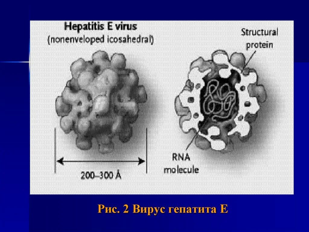 Вирус гепатита е строение. Возбудитель гепатита е строение. Структура вируса гепатита е. Вирус гепатита е антигенная структура.