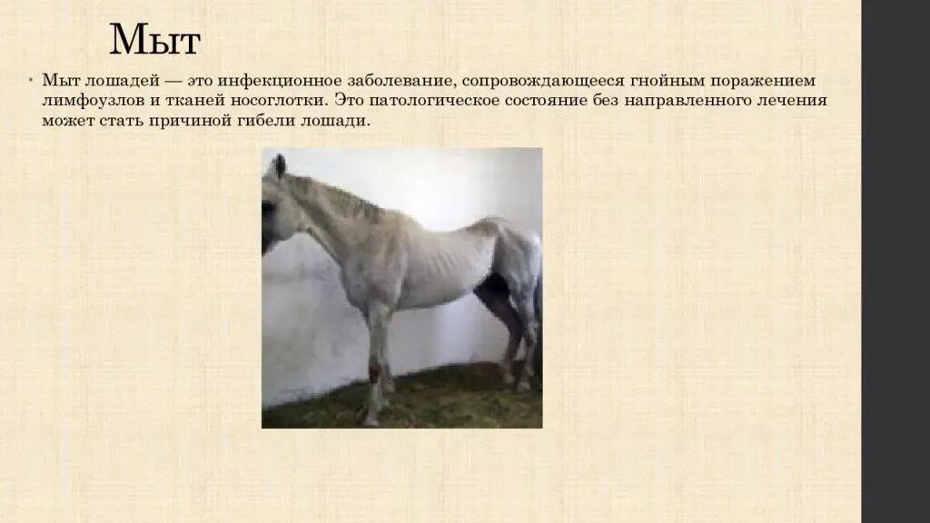 Мыт у лошадей клинические формы. Инфекционное заболевание лошадей. Патологические заболевания лошадей.