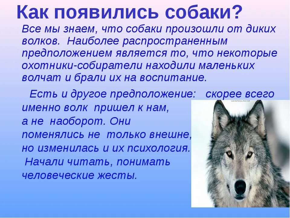 Как появились собаки. История о волках. Рассказы о чебанах и волках. Откуда появились волки.