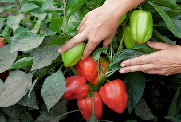 Перец египетская сила уральский дачник. Перец египетская. Перец египетская сила уральский дачник. Перец мегатон оранжевый семена. Перец египетская сила уральский дачник.