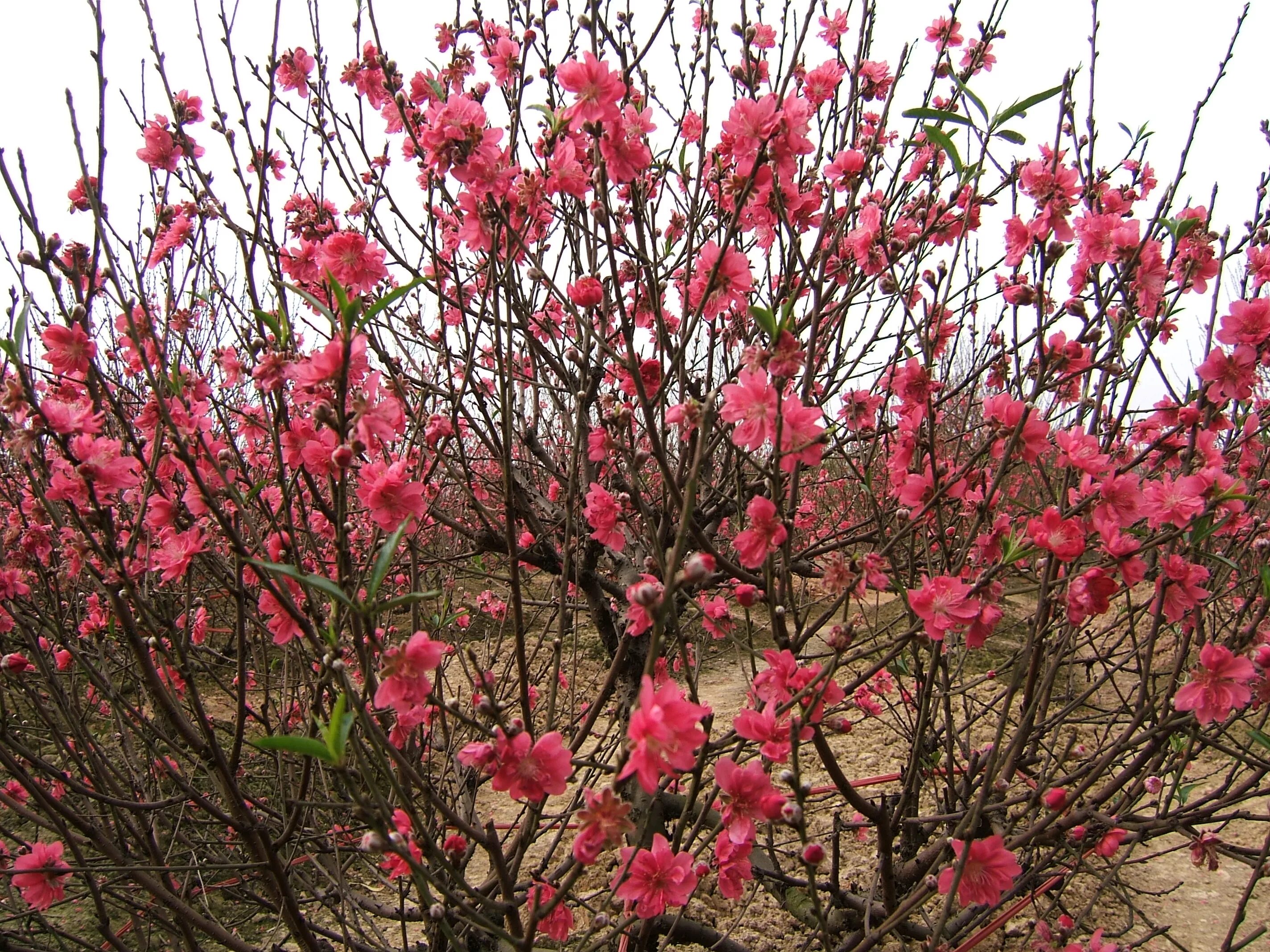 Цветущее дерево без листьев. Персик / Prunus persica. Цветущий персик / Blooming Prunus persica. Миндаль, персик цветет. Prunus davidiana.