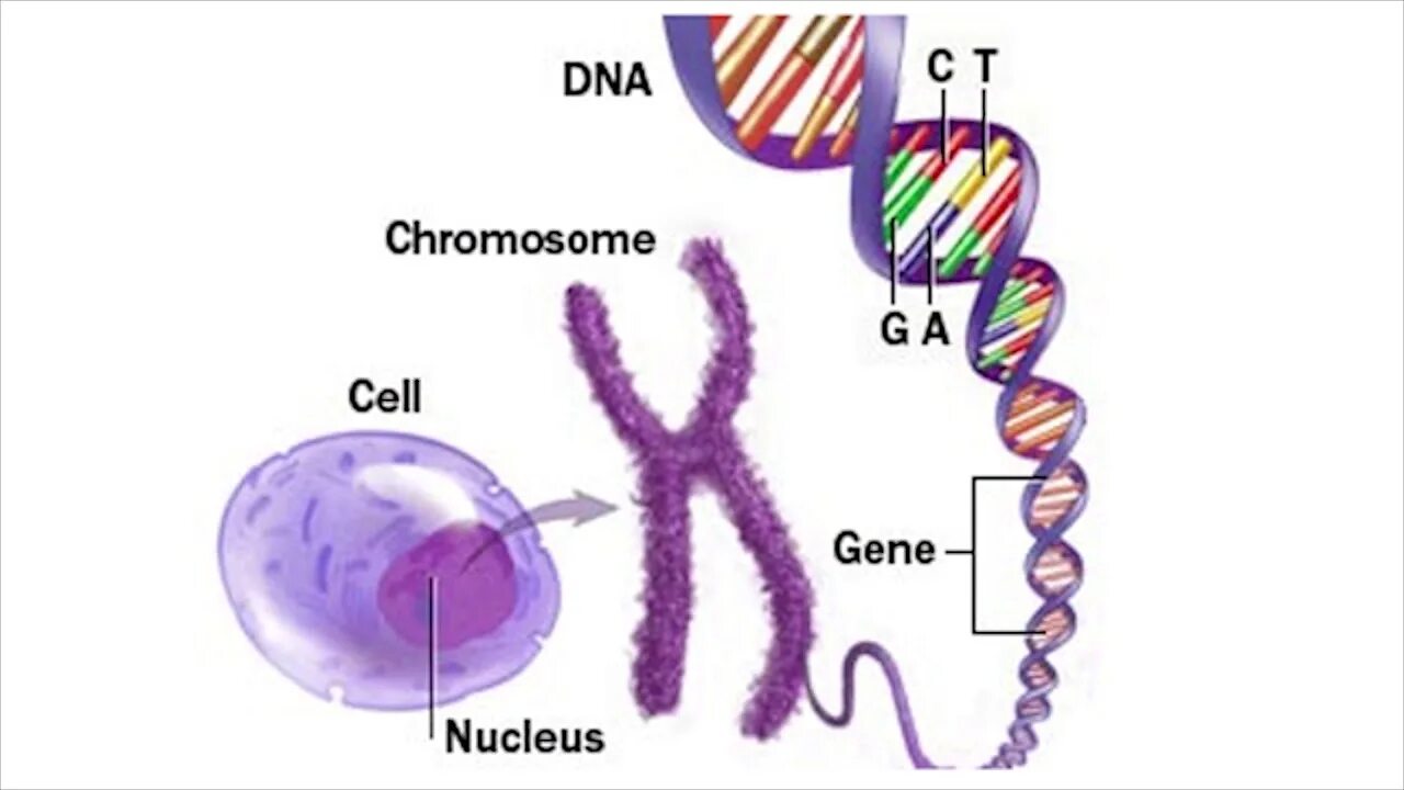 Ген и хромосома. ДНК И хромосомы. Гены и хромосомы. Клетка ДНК. Кольцевая 4 хромосома