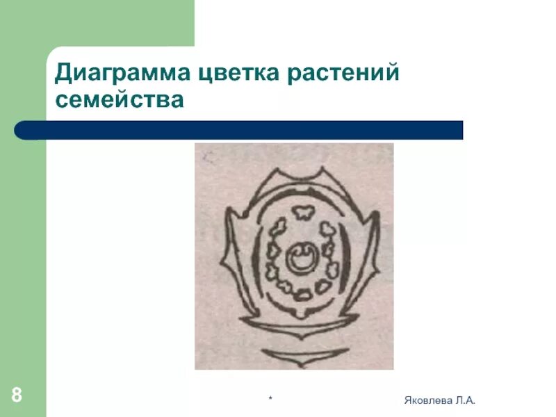Диаграмма мотыльковых. Диаграмма цветка бобовых схема. Семейство бобовые диаграмма цветка. Диаграмма мотыльковых. Семейство мотыльковые диаграмма цветка.