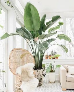 Huge plants