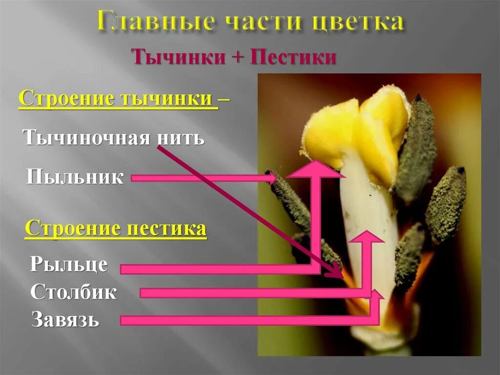 Две главные части цветка. Биология 6 класс пестик и тычинка. Строение пестика и тычинки биология 6. Главные части цветка. Части тычинки цветка.