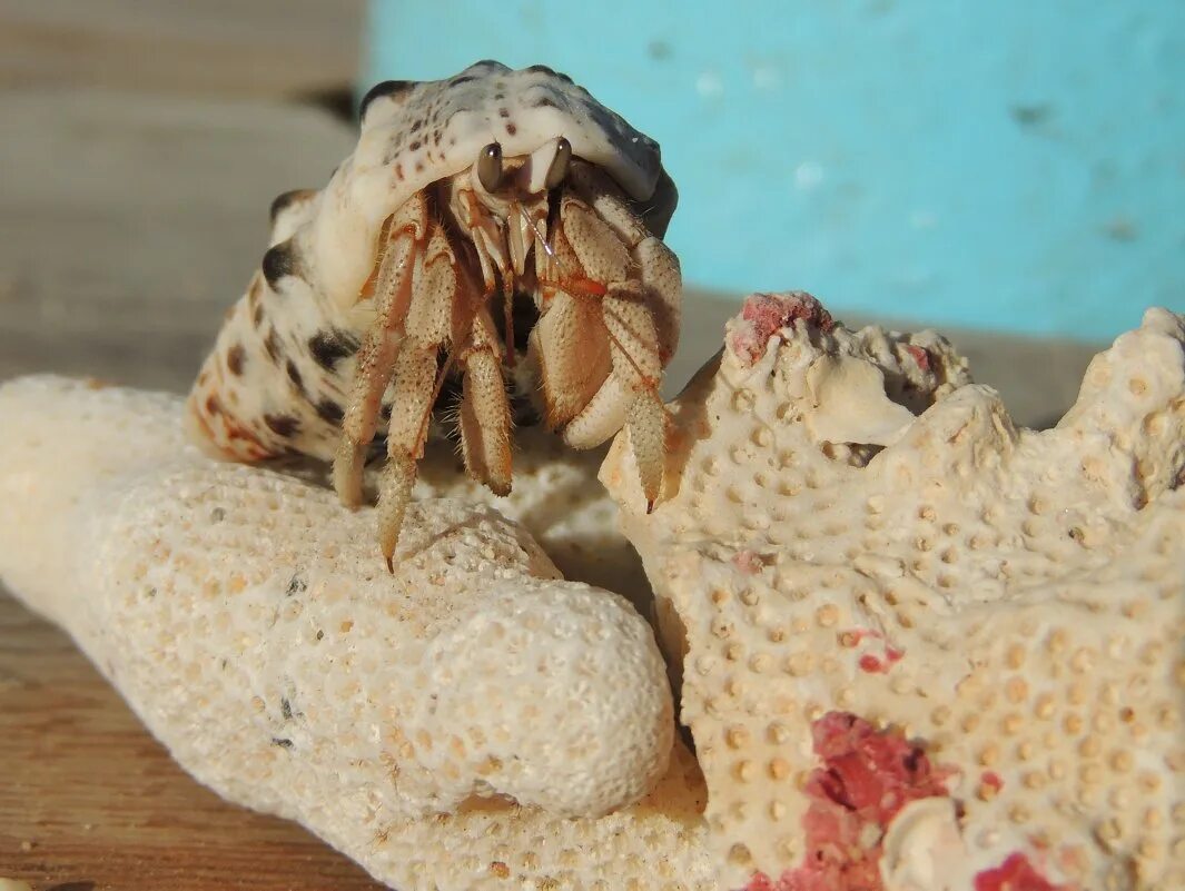 крабика краснодар. магазин крабика, кореновская, 10 краснодар.